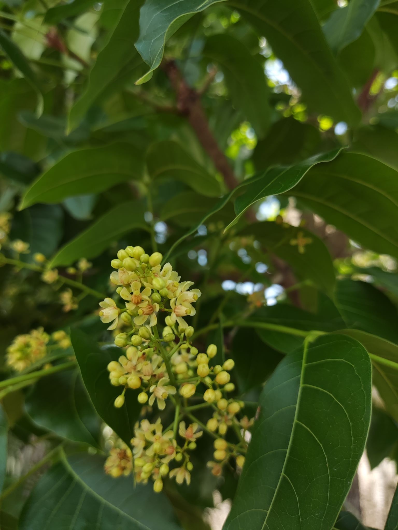 Swietenia macrophylla